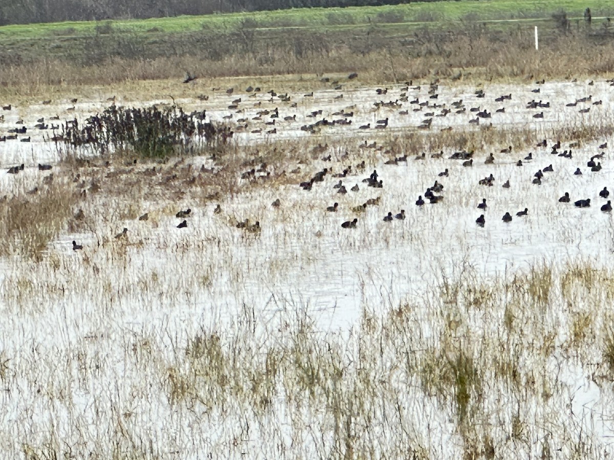 アメリカオオバン - ML646724477