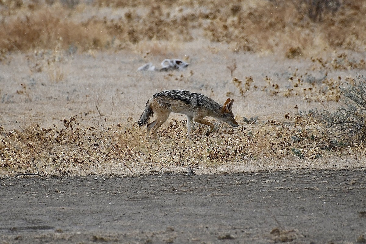 Südafrikanischer Schabrackenschakal - ML646724497