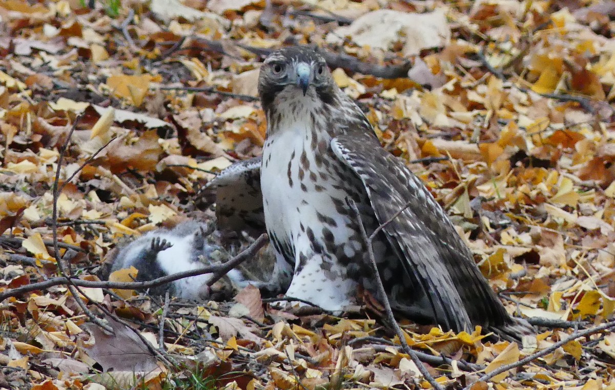 Buse à queue rousse - ML646724501
