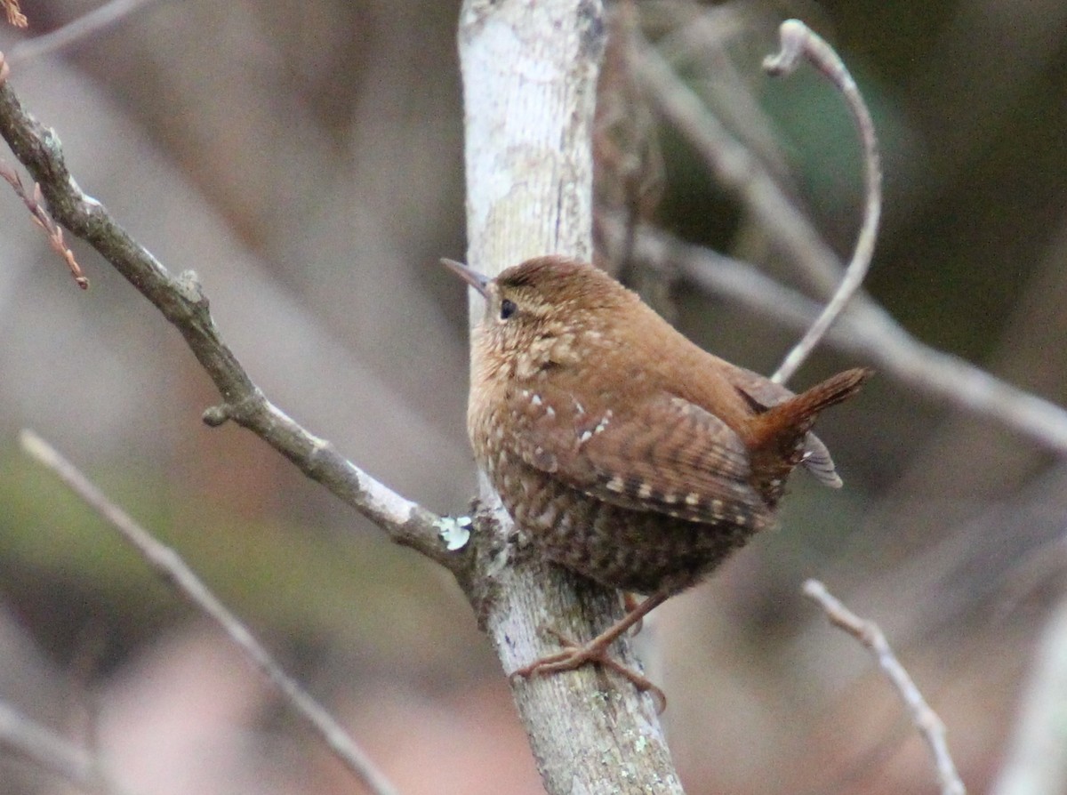 Chochín Hiemal - ML646724503