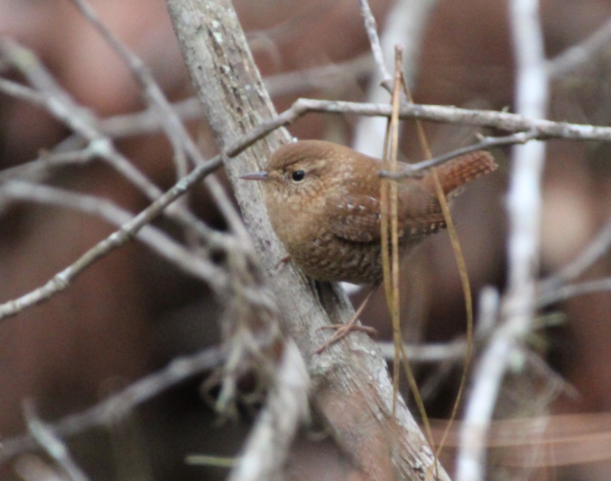 Chochín Hiemal - ML646724504