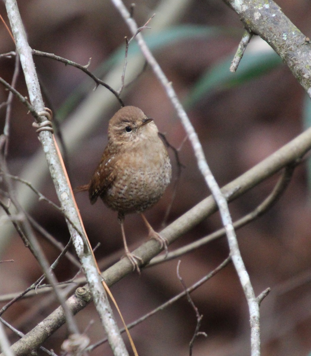 Chochín Hiemal - ML646724505