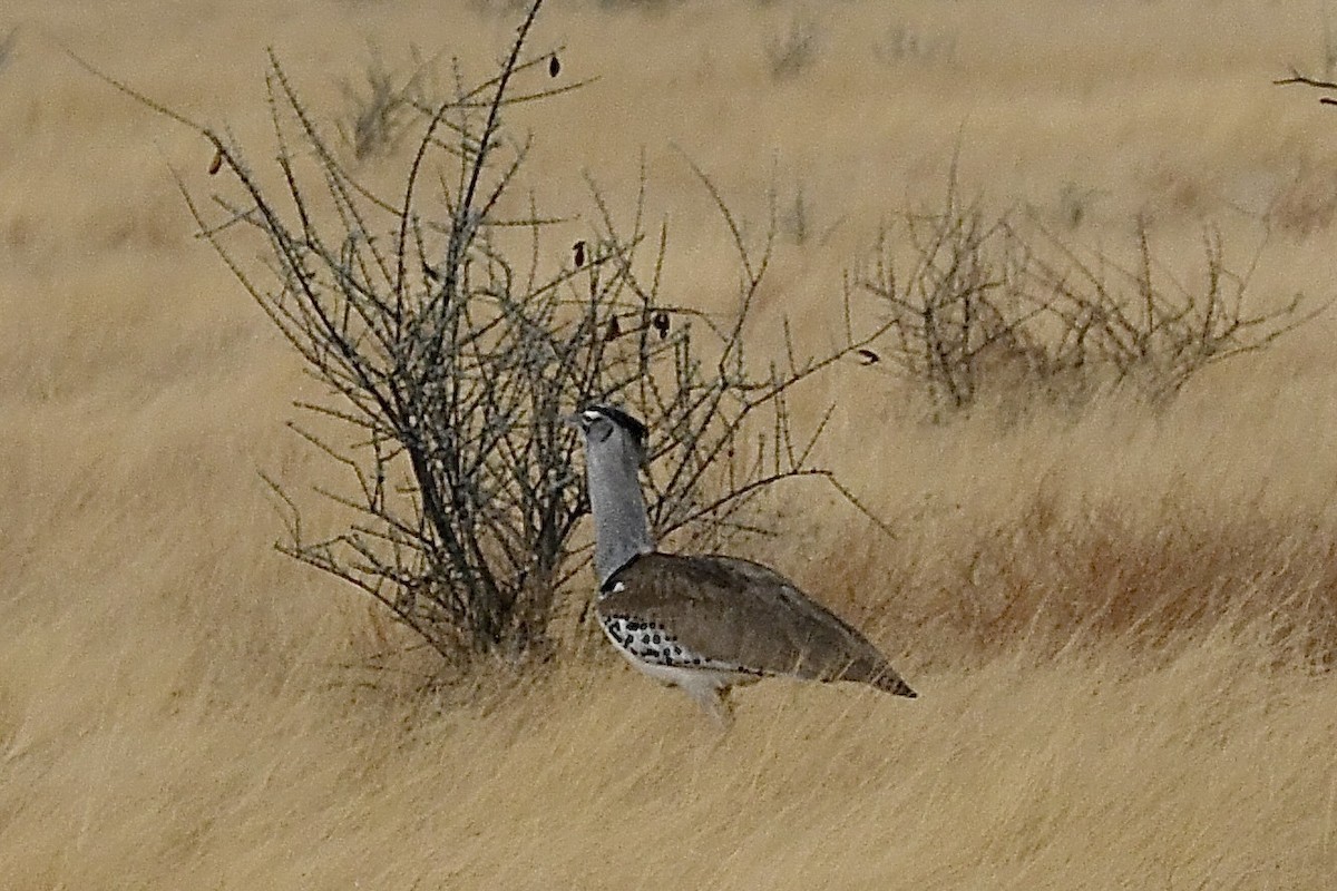 アフリカオオノガン - ML646724506