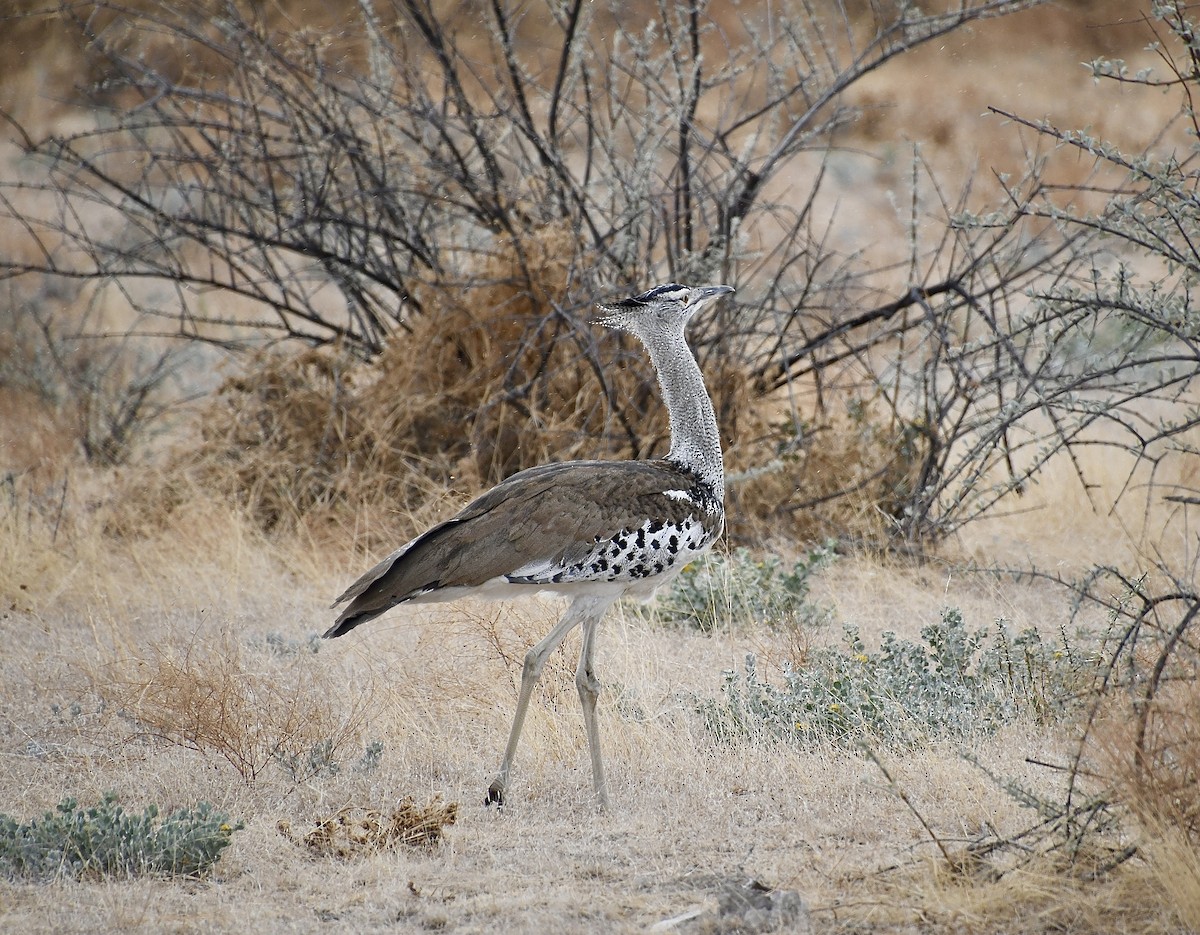 アフリカオオノガン - ML646724507