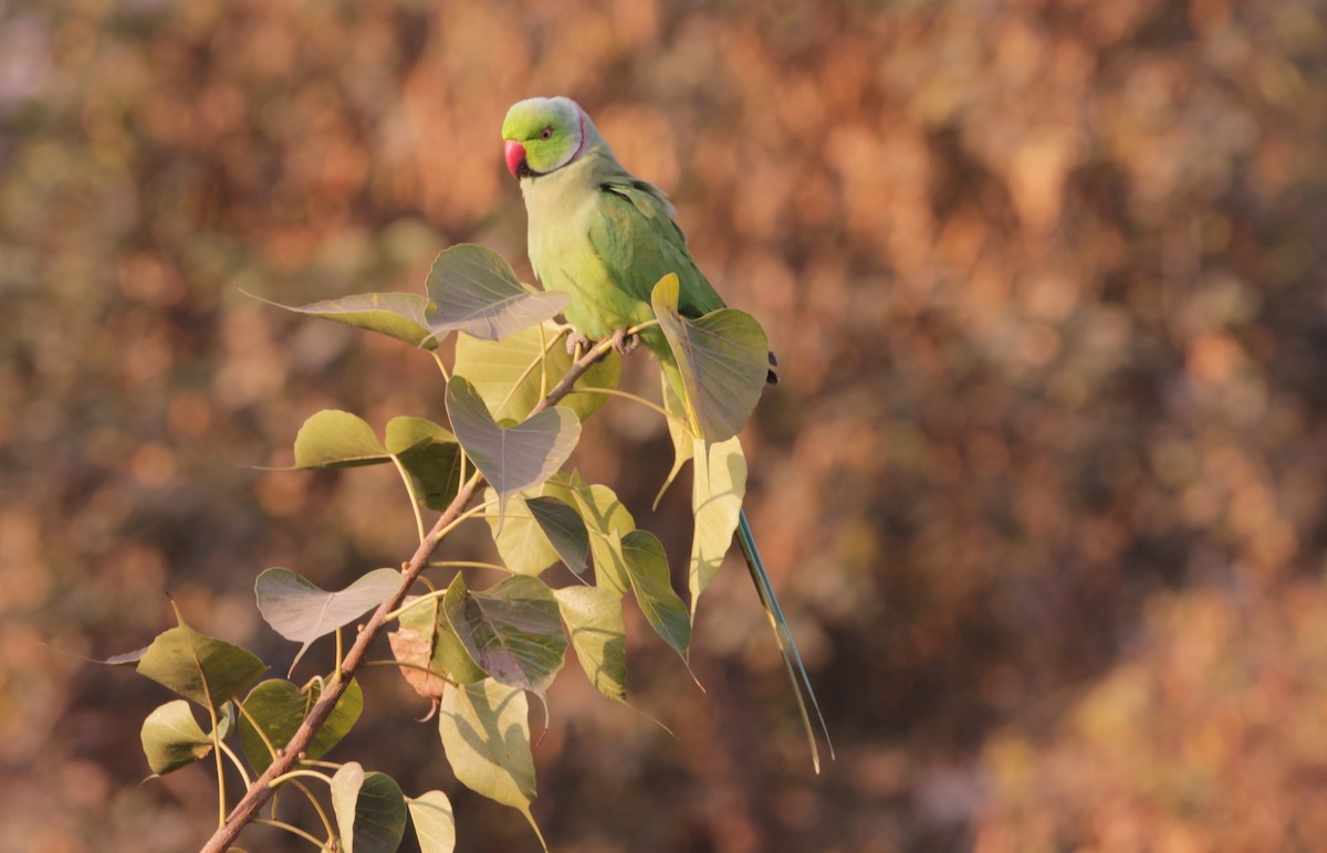 halsbåndparakitt - ML646724508