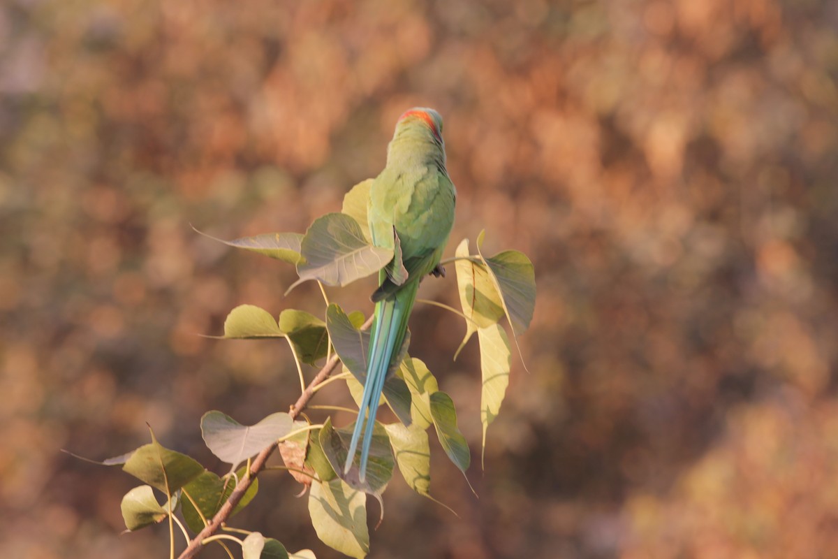 halsbåndparakitt - ML646724509