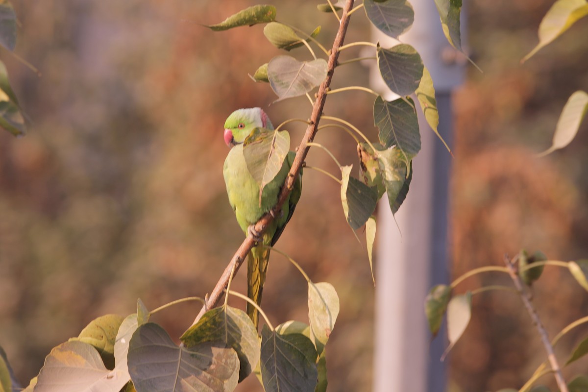 halsbåndparakitt - ML646724510