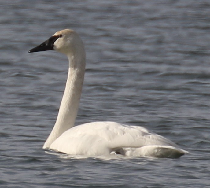 trompetsvane - ML646724511