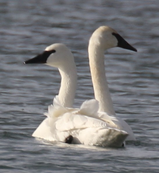 trompetsvane - ML646724513