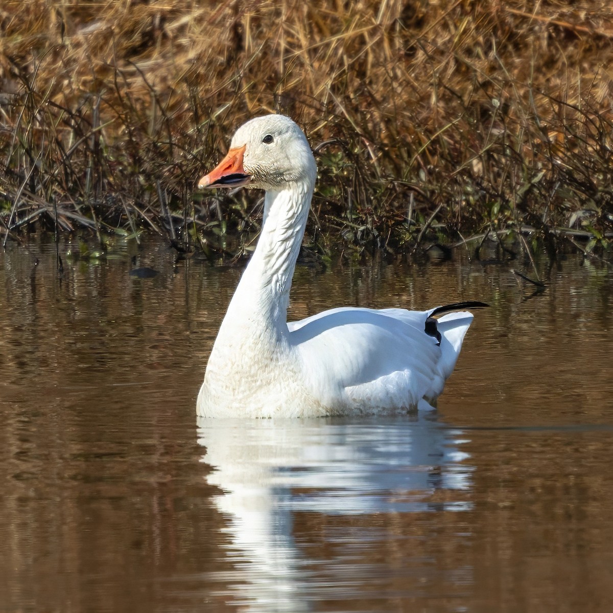 ハクガン - ML646724514