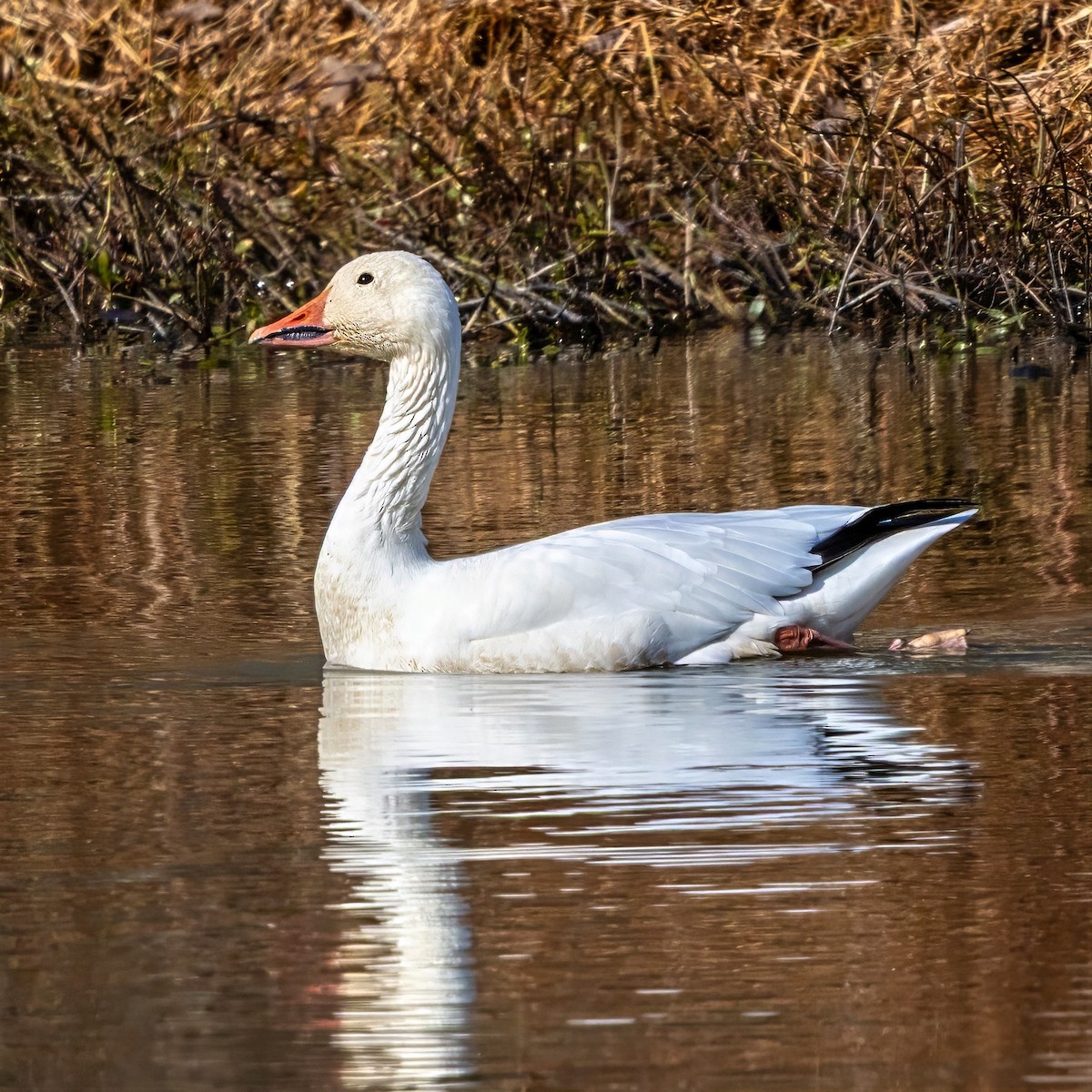 ハクガン - ML646724515