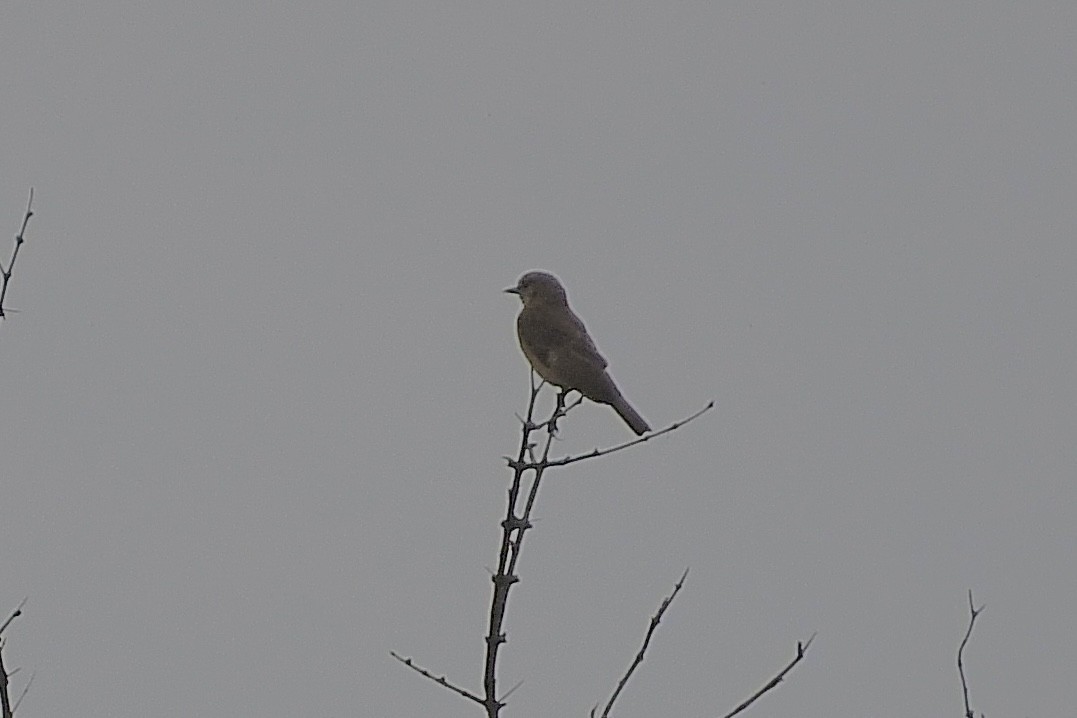 Akazienschnäpper - ML646724518