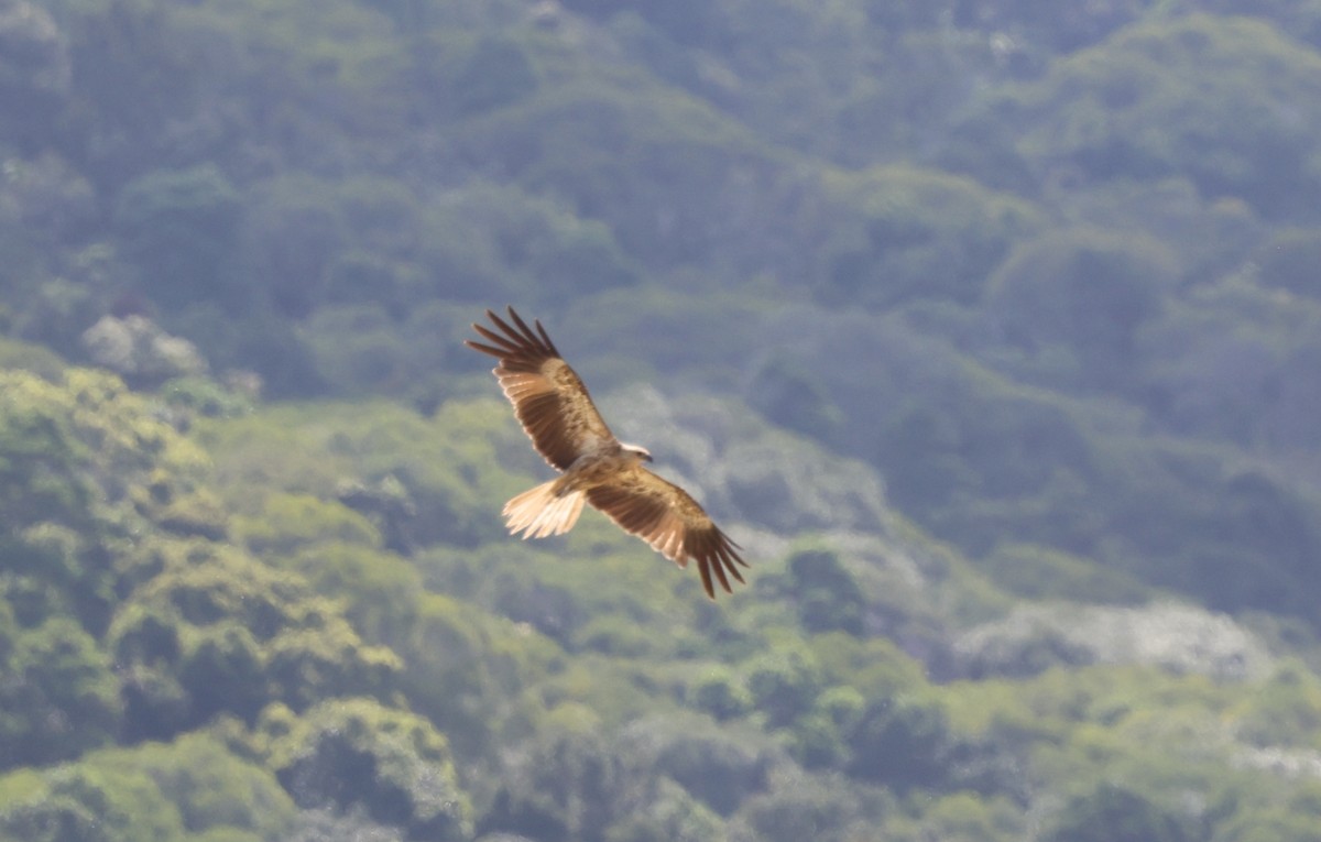 Whistling Kite - ML646724521