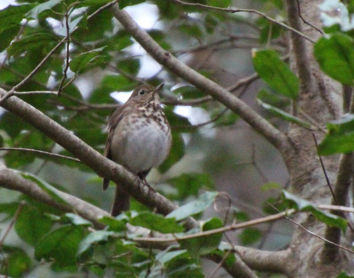 Zorzalito Colirrufo - ML646724522