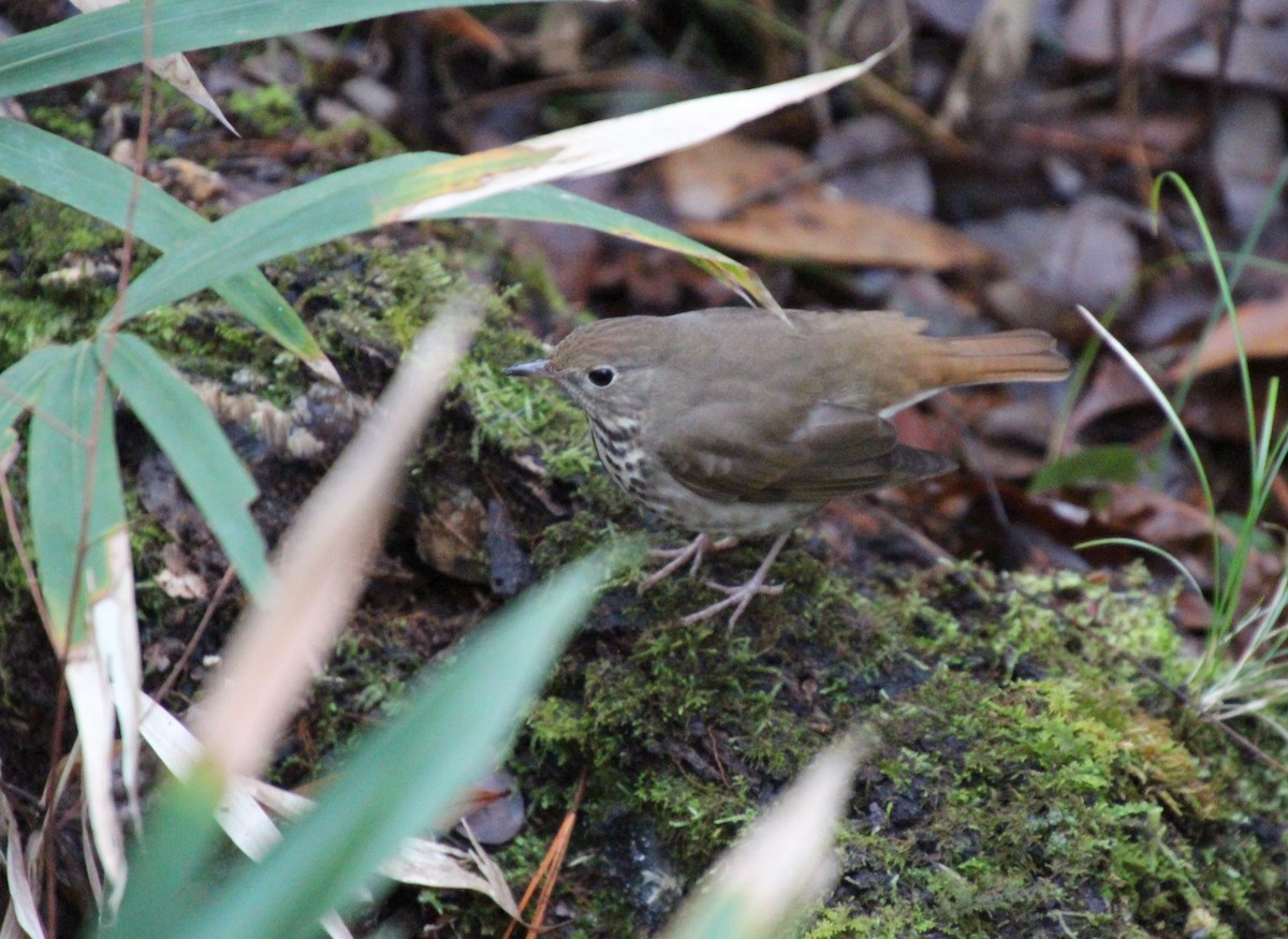 Zorzalito Colirrufo - ML646724523