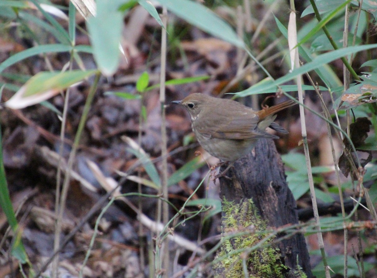 Zorzalito Colirrufo - ML646724524