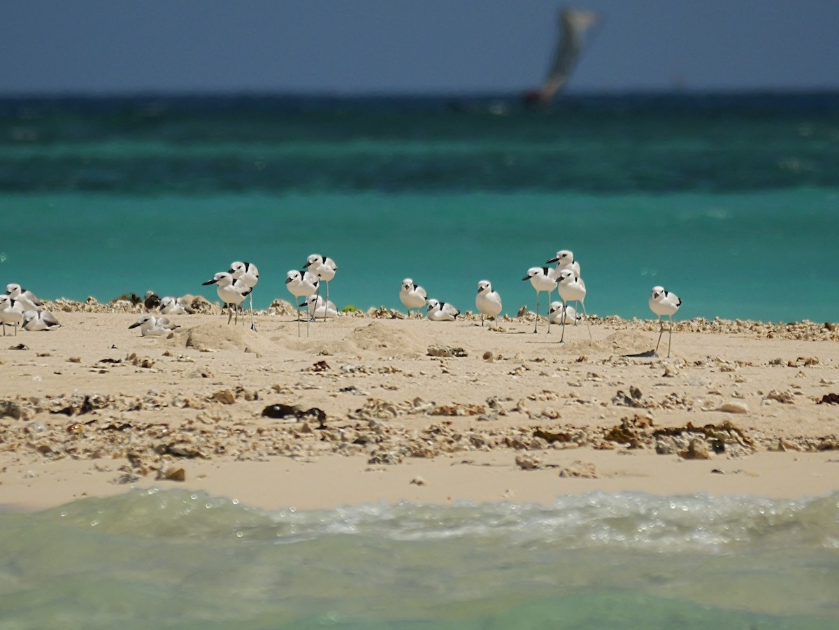 Crab-Plover - ML646724525