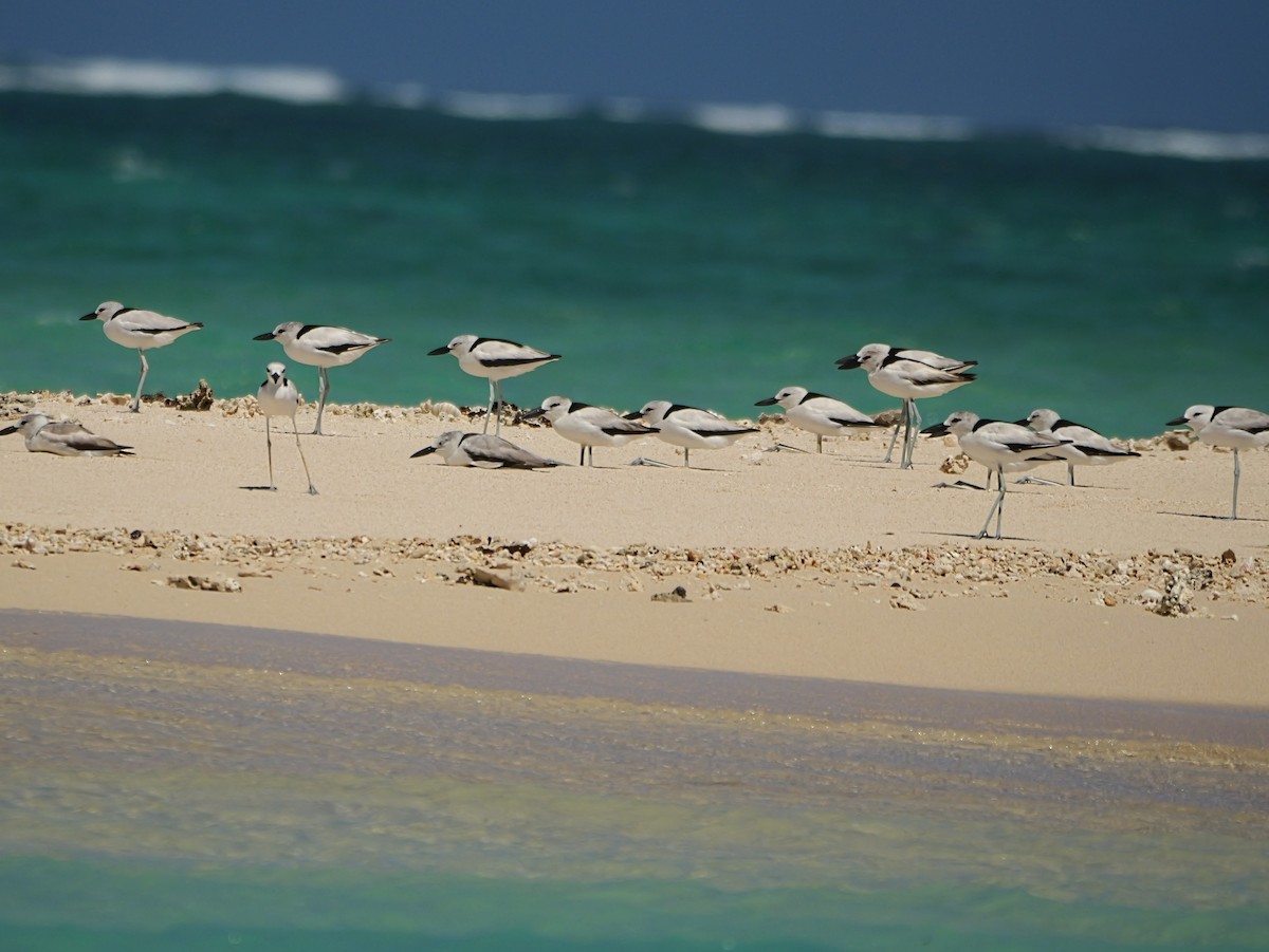 Crab-Plover - ML646724526