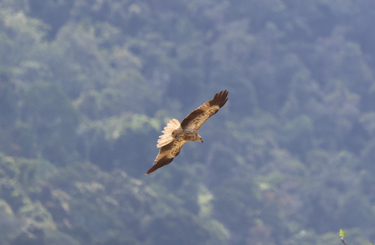 Whistling Kite - ML646724527