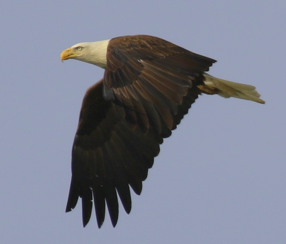 hvithodehavørn - ML646724528