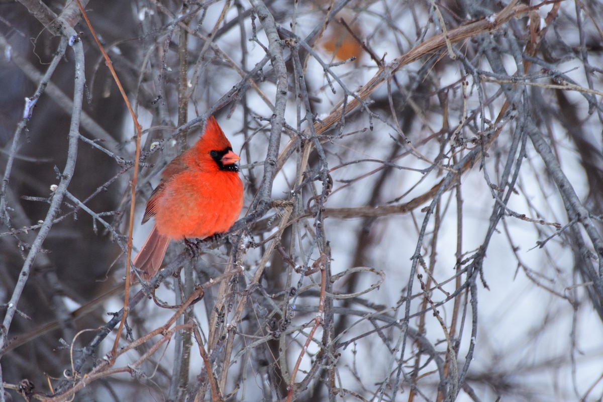 ショウジョウコウカンチョウ - ML646724529