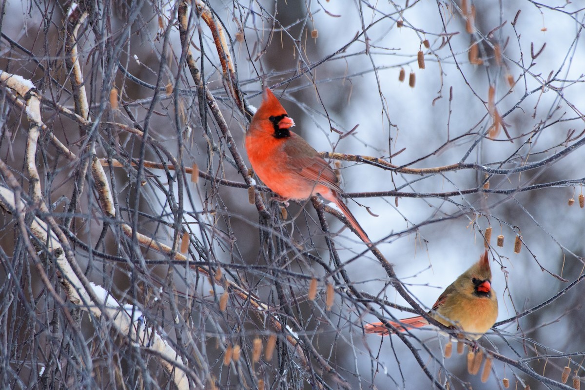 ショウジョウコウカンチョウ - ML646724530