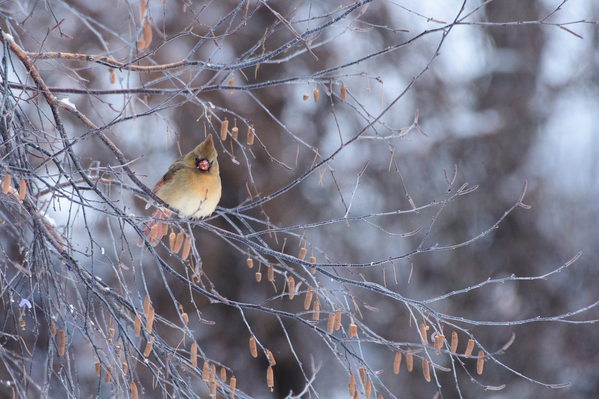ショウジョウコウカンチョウ - ML646724531