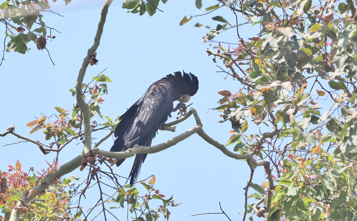 Red-tailed Black-Cockatoo - ML646724532