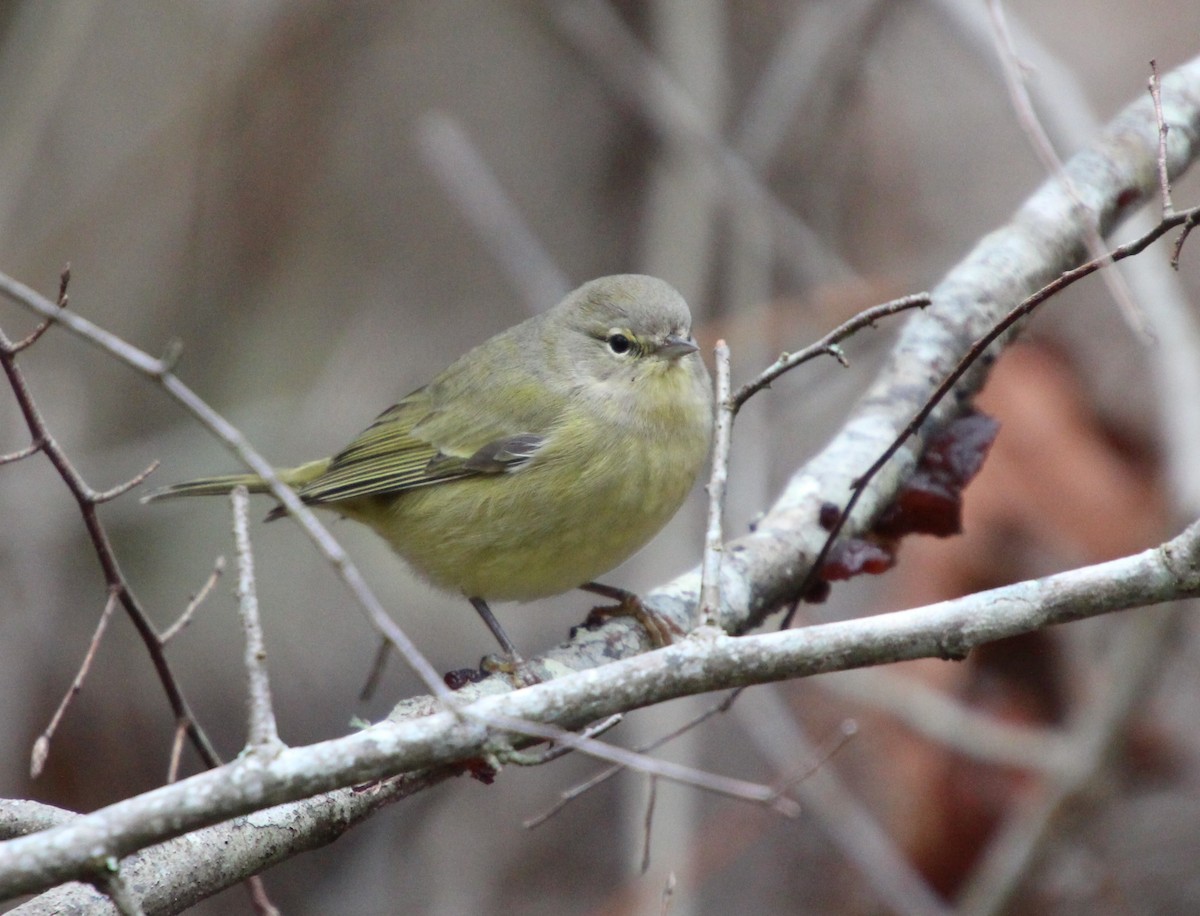 Reinita Coroninaranja - ML646724533