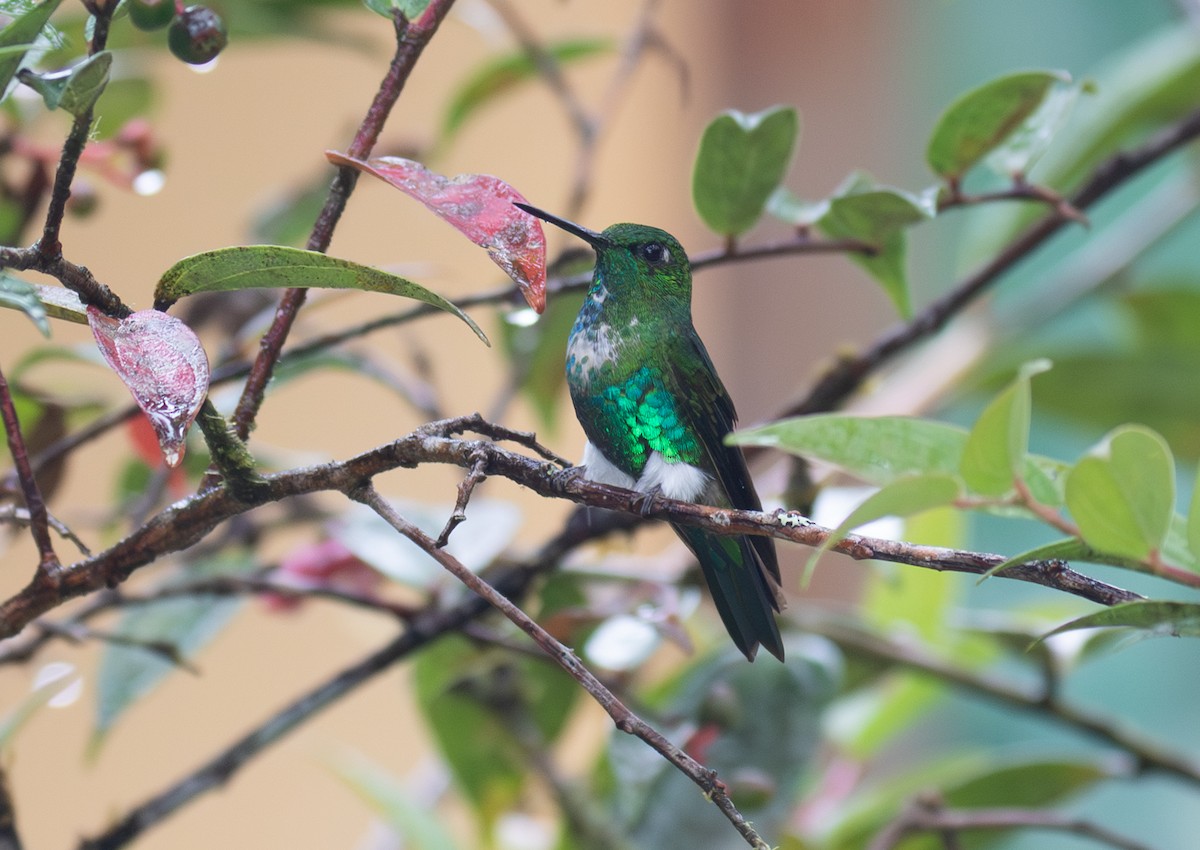 Érione d'Aline - ML646724534