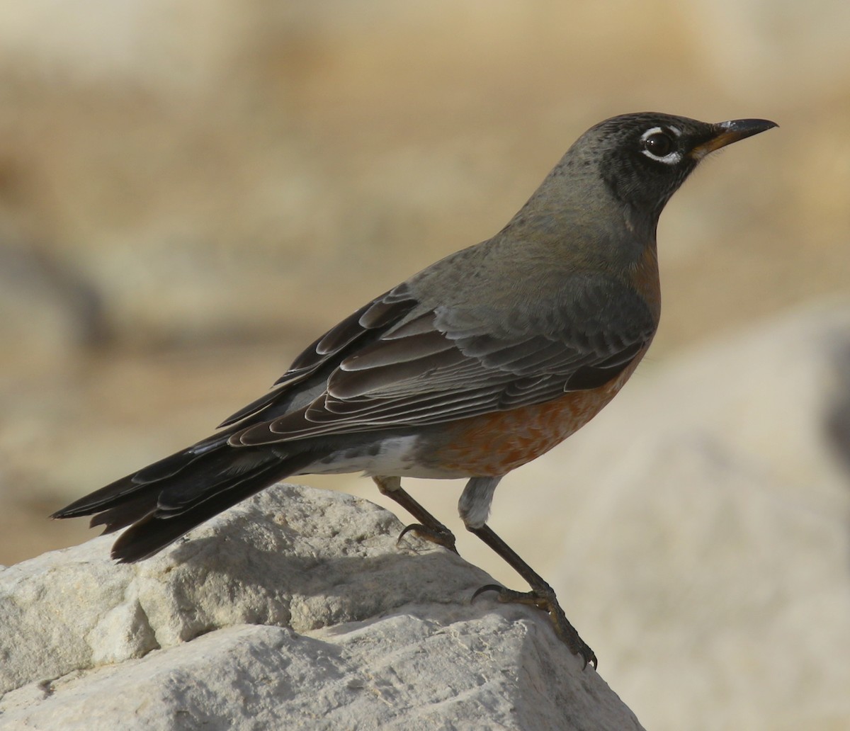 American Robin - ML646724536