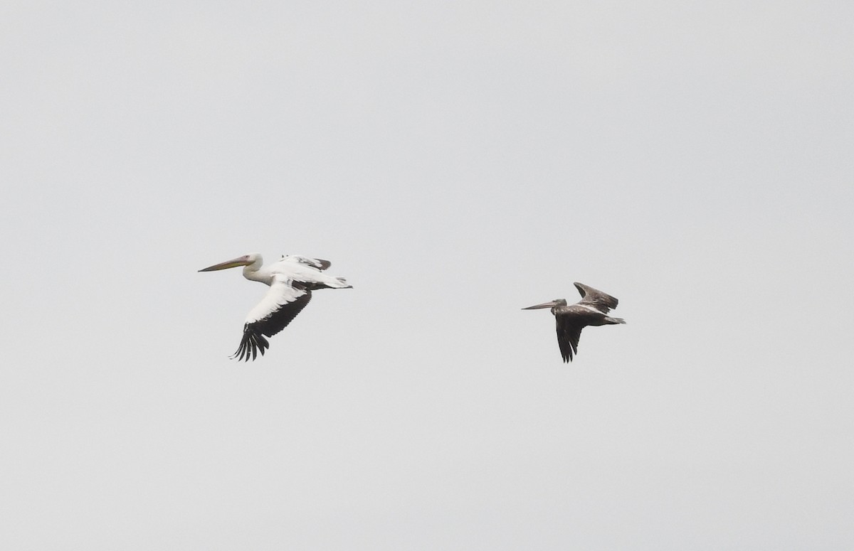 pelikán bílý - ML646724538