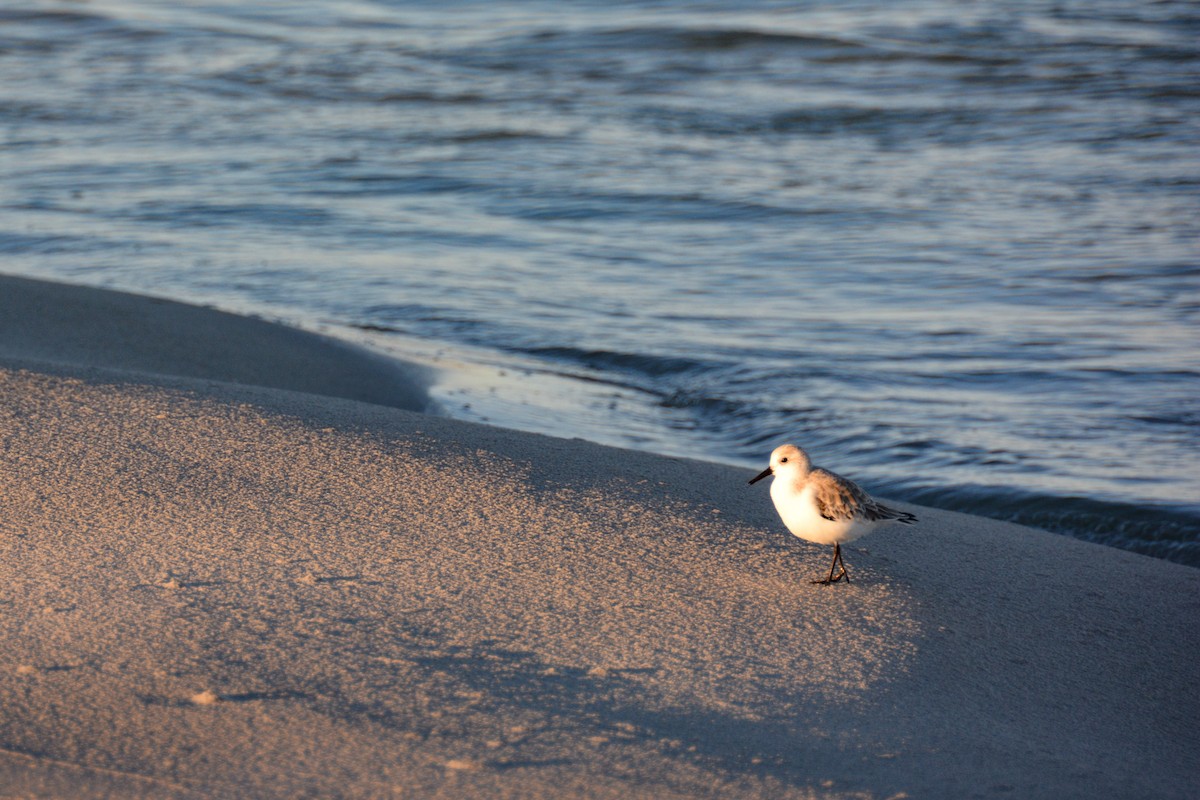 Sanderling - ML646724540