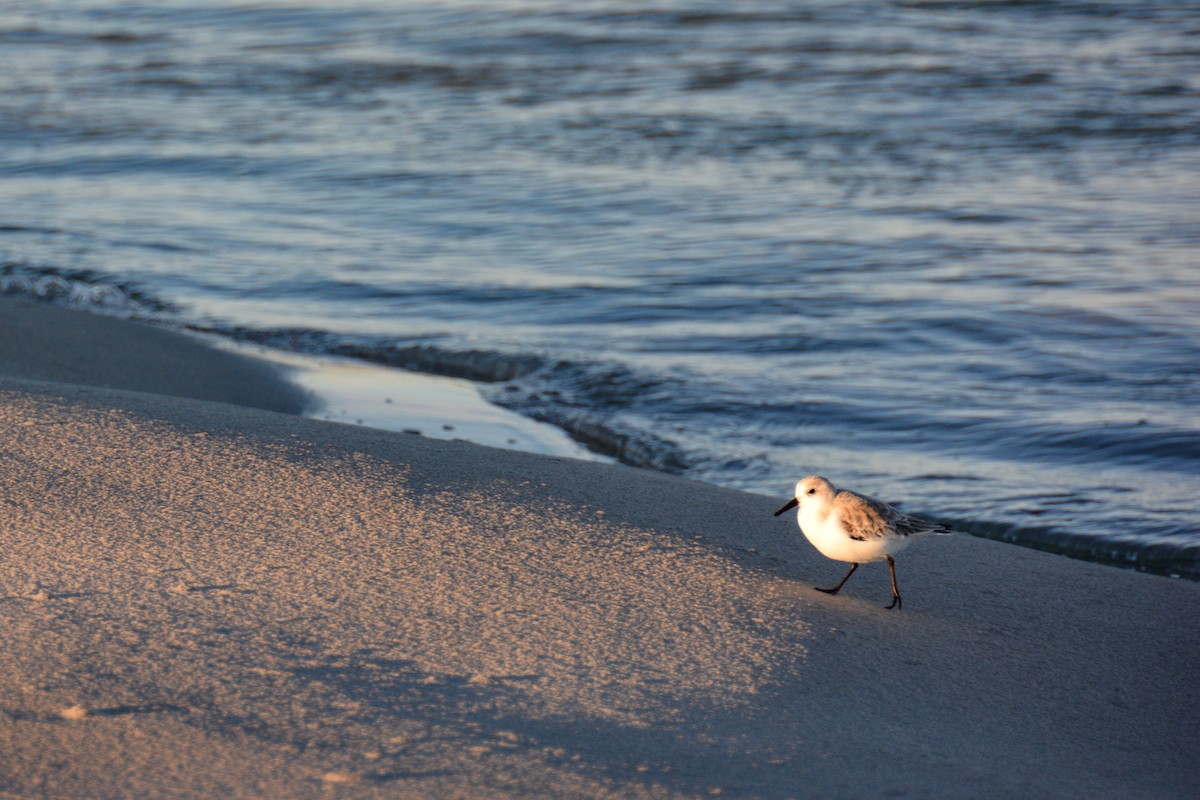 Sanderling - ML646724541