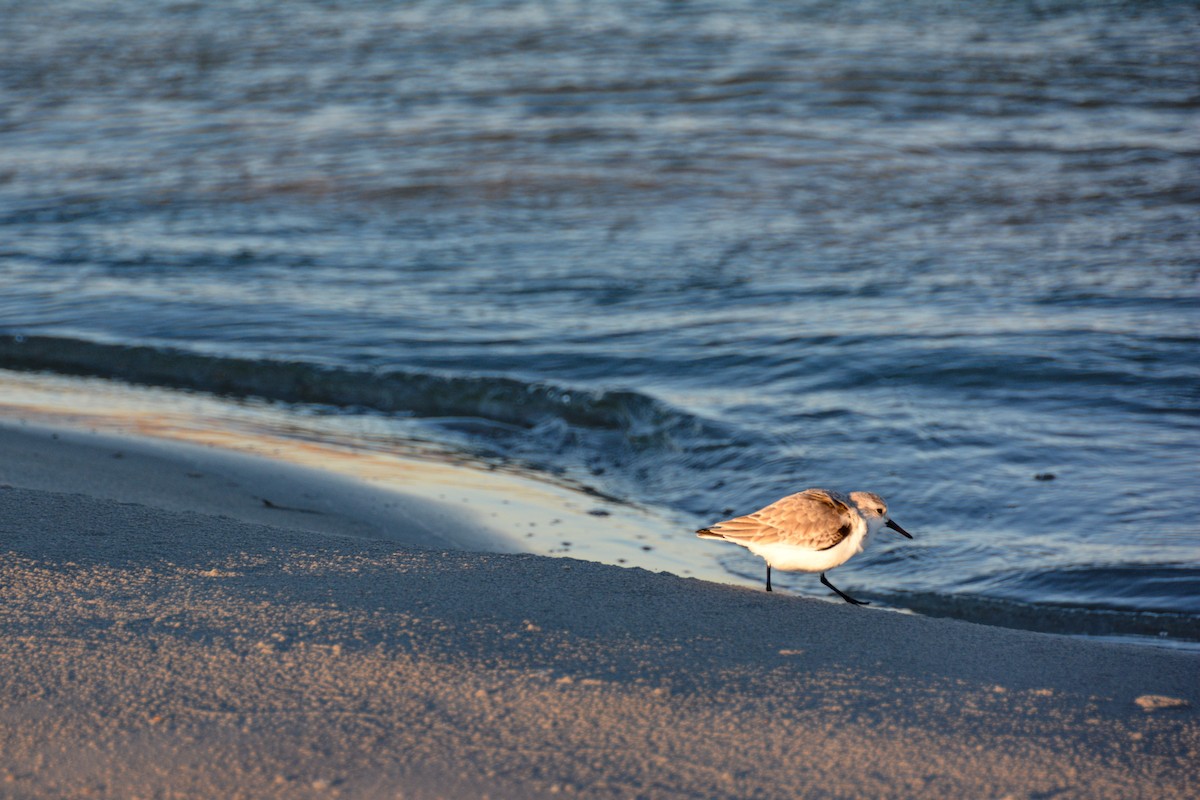Sanderling - ML646724542