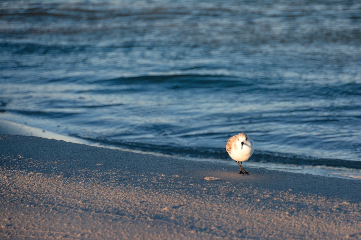 Sanderling - ML646724543