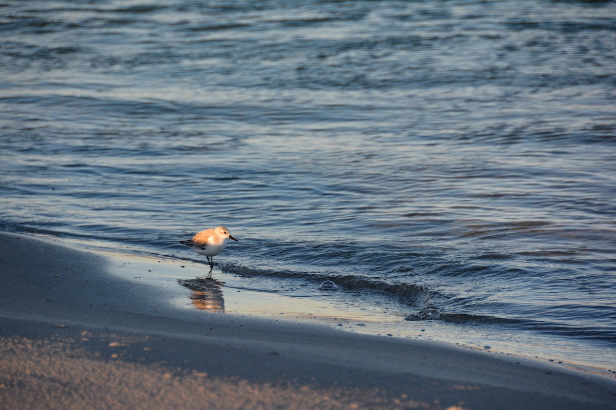 Sanderling - ML646724544