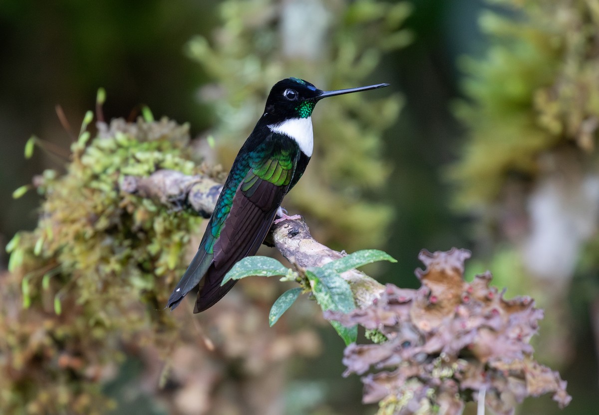 Inca à collier - ML646724554