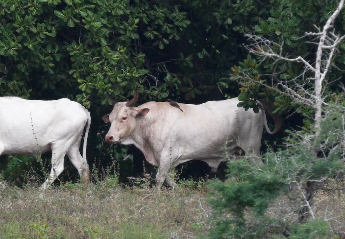Yellow-billed Oxpecker - ML646724555