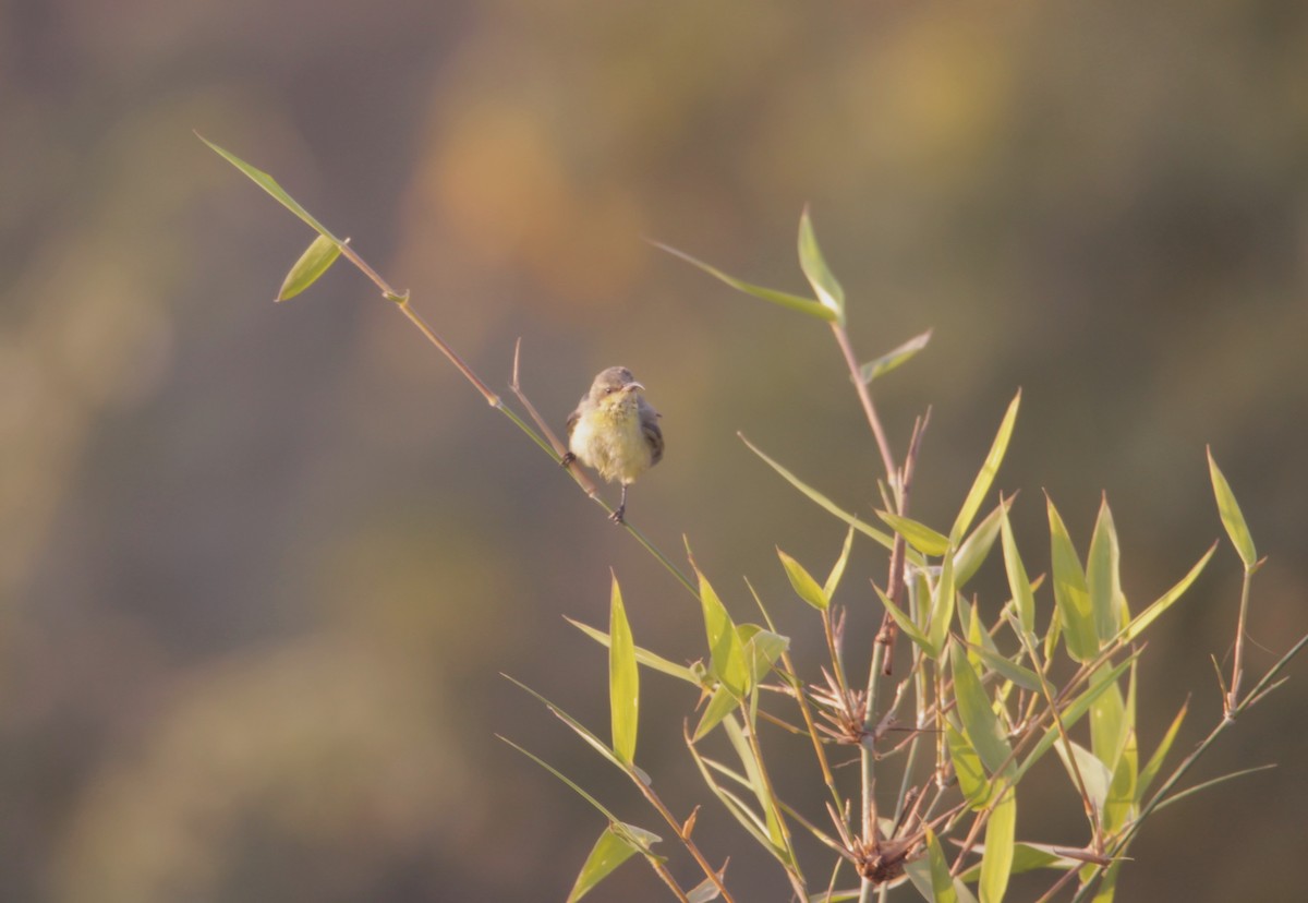 purpursolfugl - ML646724557