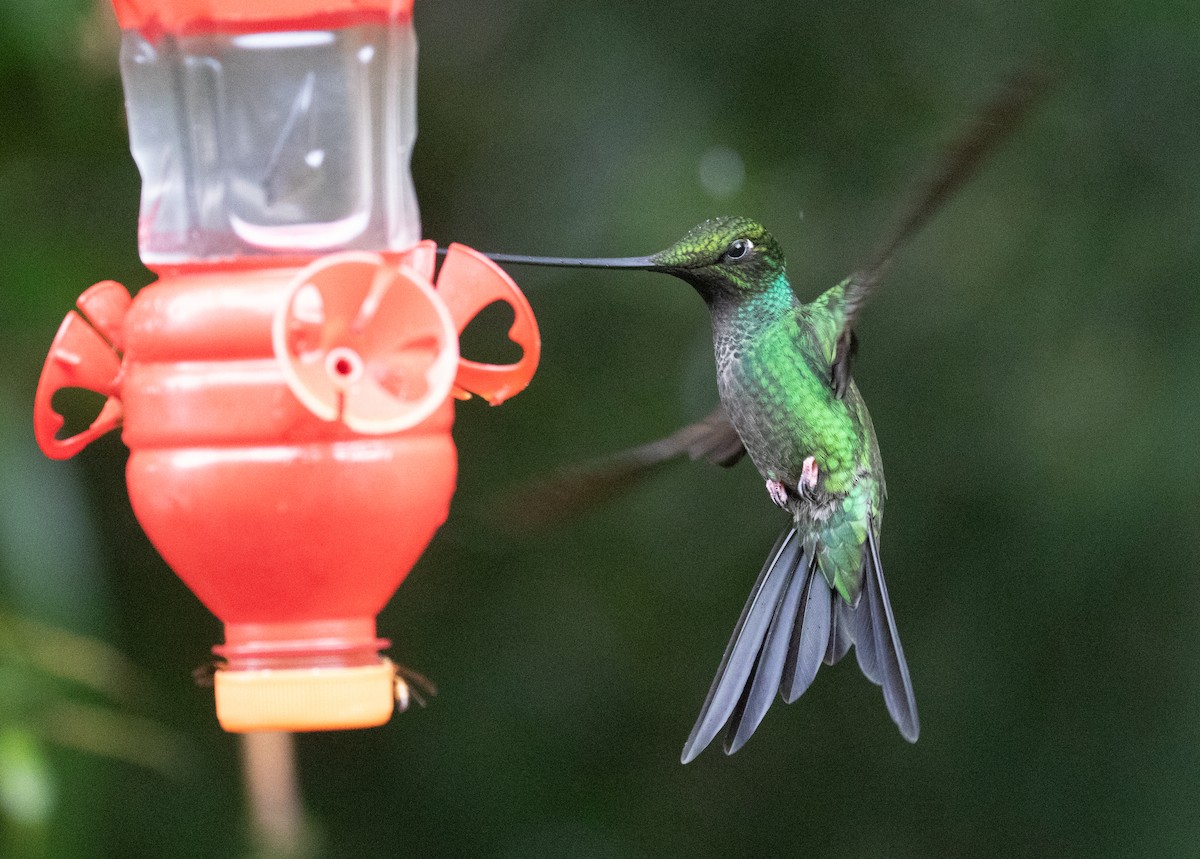 Colibri porte-épée - ML646724559