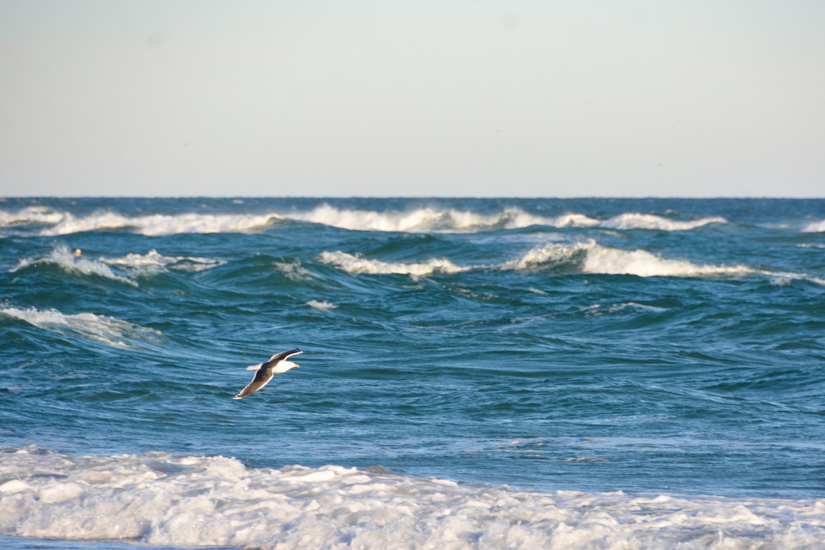 Büyük Kara Sırtlı Martı - ML646724560