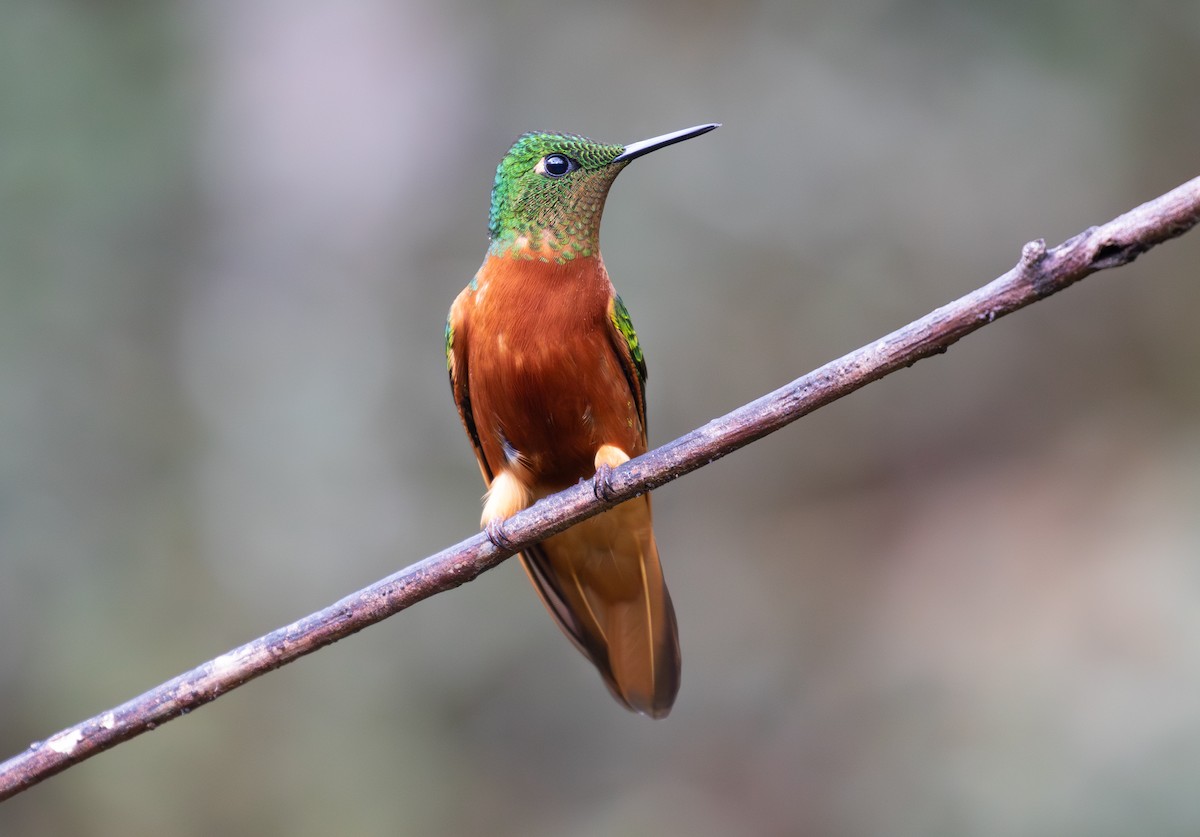 Colibri de Matthews - ML646724571