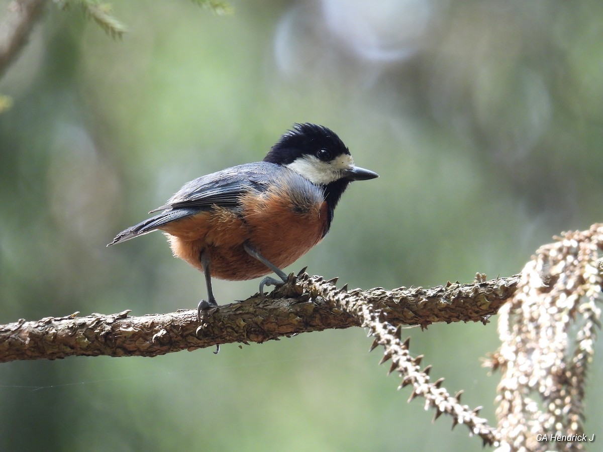 Chestnut-bellied Tit - ML646724573