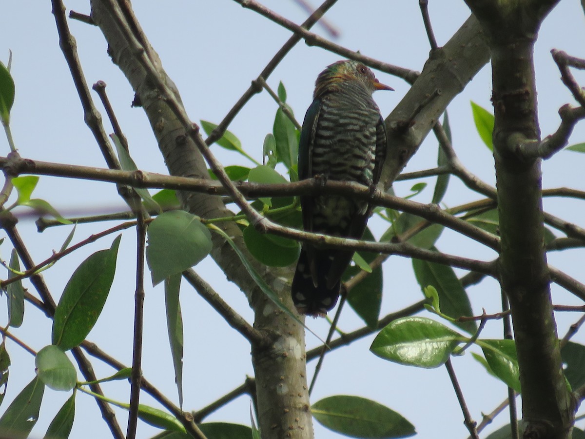 Violet Cuckoo - ML646724575