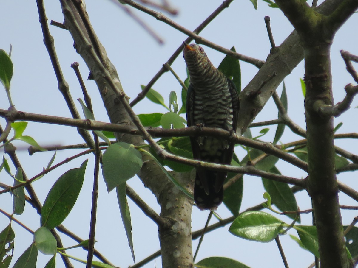 Violet Cuckoo - ML646724576