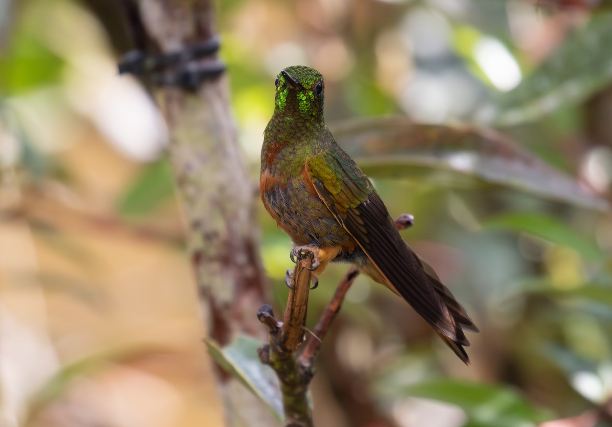 Fawn-breasted Brilliant - ML646724577