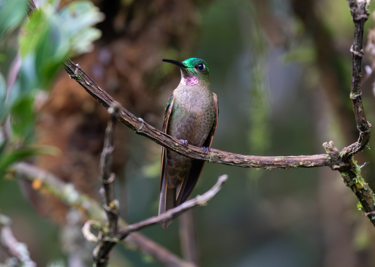 Fawn-breasted Brilliant - ML646724578