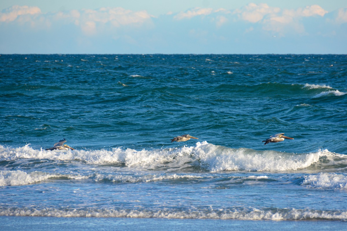 Brown Pelican - ML646724579