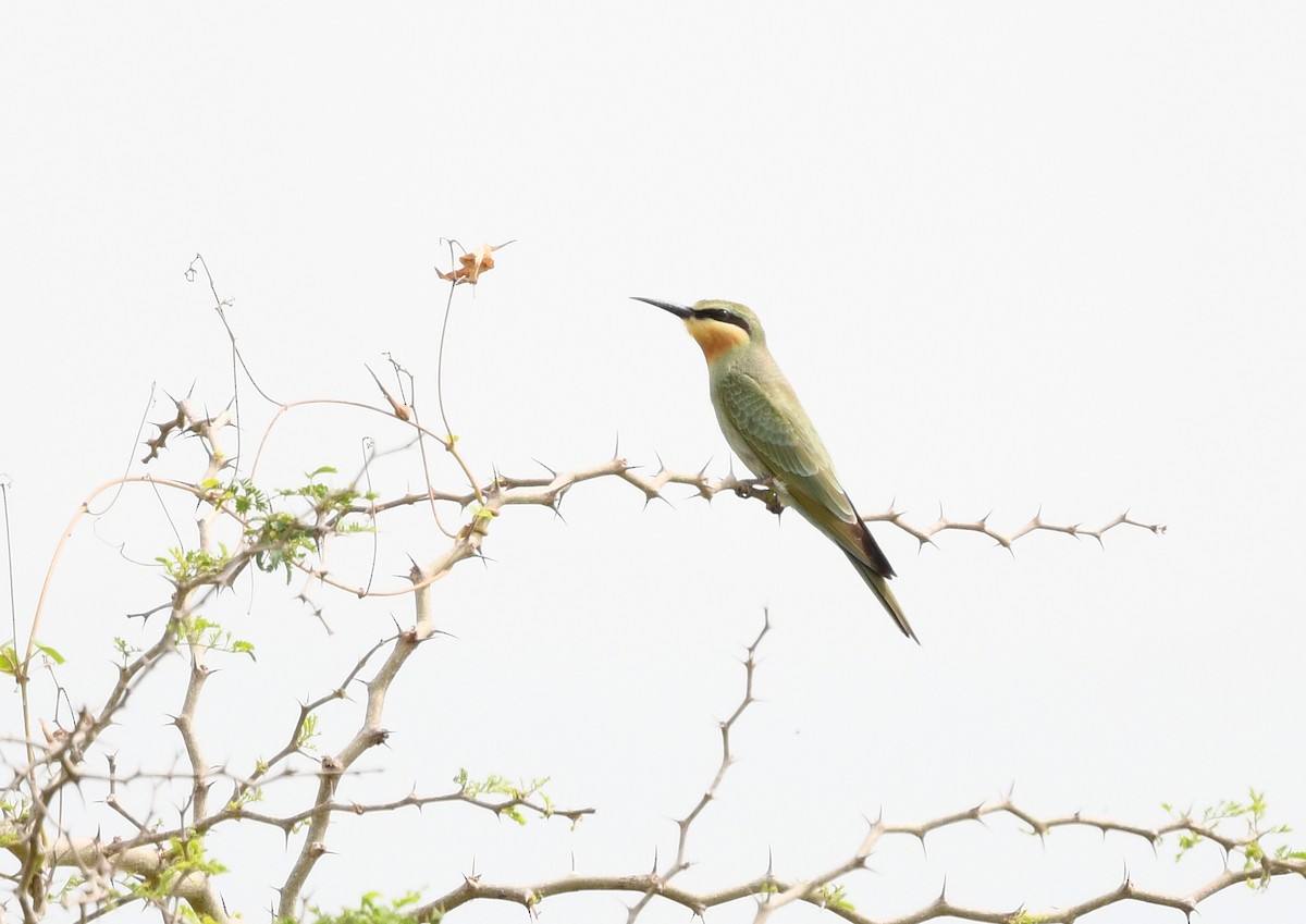 Blue-cheeked Bee-eater - ML646724585
